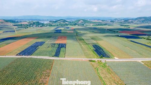 Theo UBND phường Quang Trung, địa phương hiện có khoảng 450 ha dứa, năng suất bình quân đạt khoảng 50 tấn/ha mỗi vụ. Chính quyền địa phương khuyến cáo người dân áp dụng quy trình trồng rải vụ nhằm hạn chế tình trạng dứa chín đồng loạt gây áp lực tiêu thụ và làm giảm giá bán.