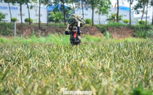 Những ngày này, trên những đồi dứa ở phường Quang Trung (tỉnh Thanh Hóa), từng tốp nông dân đang miệt mài bẻ, gùi và vận chuyển dứa từ các triền đồi xuống điểm tập kết.