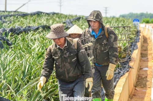 Thời tiết ở Thanh Hóa thời điểm này đang nắng nóng. Gần trưa, nắng càng thêm gay gắt tới 40 độ C nhưng nhiều tốp lao động vẫn miệt mài làm việc. Người cắt dứa, người phân loại, người gùi từng sọt quả nặng từ vườn xuống điểm tập kết.