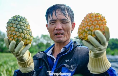 Mồ hôi ướt sũng trên khuôn mặt, tấm áo của những lao động trên cánh đồng dứa.