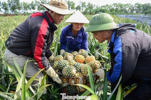 “Do nắng nóng nên công việc trở nên vất vả, mọi người phải làm từ sáng sớm. Trung bình mỗi ngày, nhóm khoảng 20 người có thể thu hoạch từ 20-30 tấn dứa, nhận thù lao khoảng 600.000 đồng/tấn”, anh Tướng (42 tuổi) cho hay.