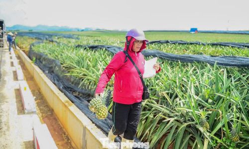 Gia đình bà Dương Thị Thọ năm nay canh tác khoảng 2 ha dứa. Bà cho biết sau khoảng 1,5 năm chăm sóc, cây dứa bắt đầu cho thu hoạch. Năm nay, dứa loại 1 có trọng lượng phổ biến từ 0,7-1,1 kg/quả, hiện được thương lái thu mua với giá khoảng 7.000 đồng/kg, giảm khoảng 30-40% so với cùng kỳ năm ngoái.