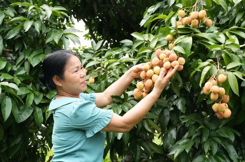 Năm nay, vụ vải thiều ở tỉnh Bắc Ninh có người vui vì cây trĩu quả, bán được giá, nhưng có người buồn vì mất trắng.