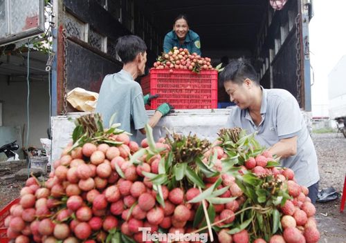 Thương lái về thu mua vải thiều Bắc Ninh.