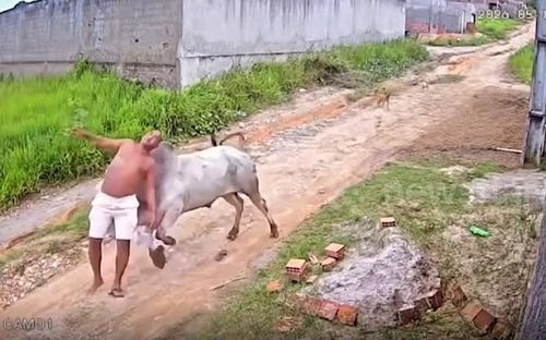 Con bò đực tấn công người đàn ông trên đường.