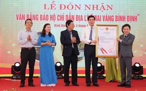 Mai vàng Bình Định được bảo hộ chỉ dẫn địa lý, góp phần khẳng định thương hiệu mai vàng đặc trưng của địa phương. Ảnh: T.Lợi