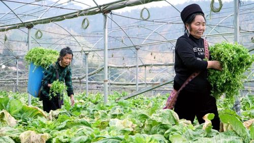 Tỉnh tập trung triển khai đồng bộ các giải pháp để đạt mục tiêu giảm nghèo năm 2026.
