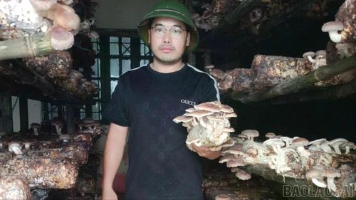 Người dân xã Mường Bo thu hoạch nấm hương tươi.