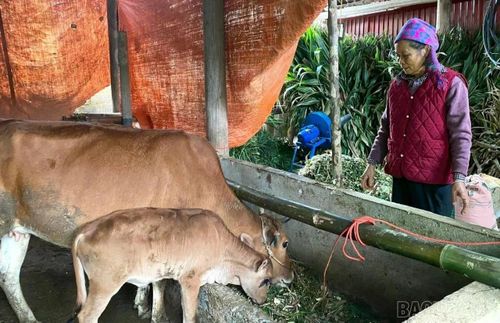 Hộ nghèo xã Chấn Thịnh được hỗ trợ bò giống để phát triển chăn nuôi.