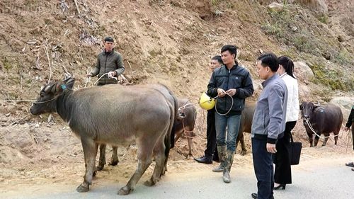 Hỗ trợ con giống cho hộ nghèo ở Phong Dụ Hạ.