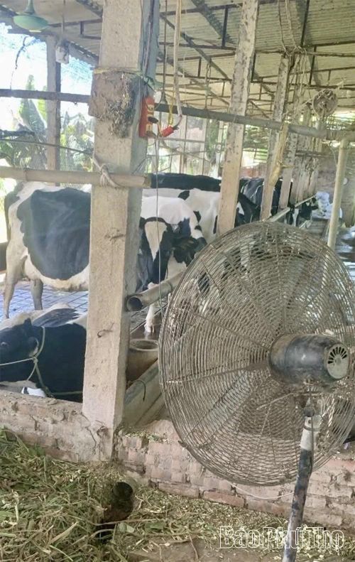 Gia đình anh Nguyễn Duy Hải thôn An Hạ, xã Vĩnh Phú bỏ sung cỏ tươi, quạt mát cho đàn bò sữa trong những ngày nắng nóng gay gắt