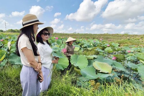 Khách tham quan và người dân chụp ảnh bên hồ sen ở Triệu Cơ - Ảnh: K.S