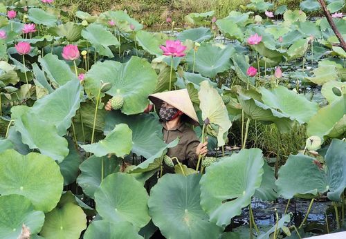 Thu hoạch hạt sen trên vùng đất trũng Triệu Cơ - Ảnh: K.S