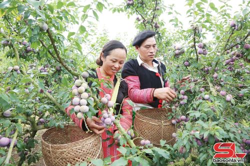 Nông dân xã Phiêng Khoài thu hoạch mận hậu. Ảnh: Thu Thảo