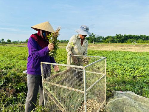  Đập lạc ngay giữa cánh đồng