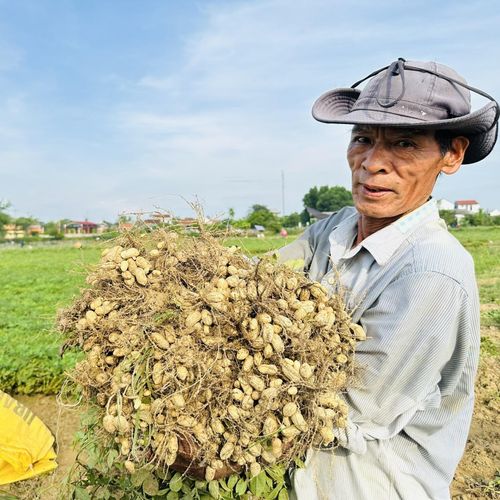 Những chùm củ căng tròn, chắc nịch trĩu tay người thu hoạch