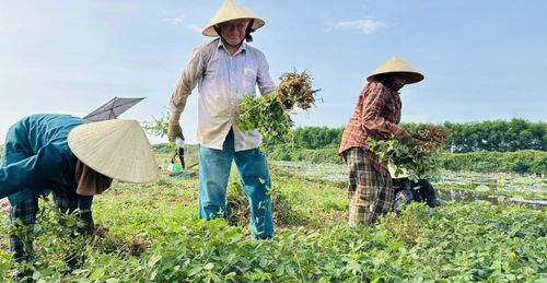  Huy động nhân lực thu hoạch lạc 