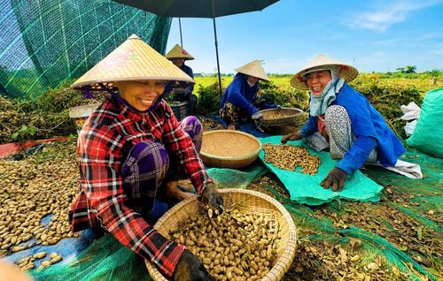  Mùa thu hoạch lạc, vui nhất vẫn là mấy o, mấy mệ trong làng