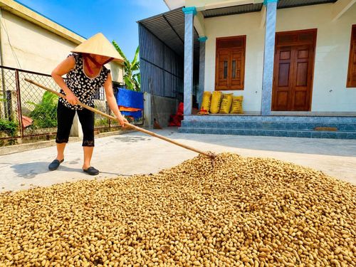  Lạc phơi đầy sân vàng ươm dưới nắng hè