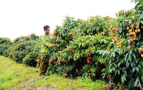 Bắc Ninh tổ chức hội nghị xúc tiến tiêu thụ vải thiều vào sáng 28/5. (Ảnh minh họa: Cổng thông tin điện tử tỉnh Bắc Ninh).