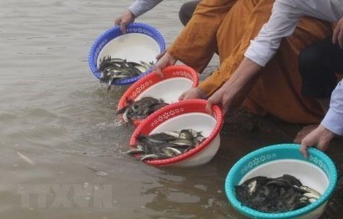 Phóng sinh cá nên chọn cá khỏe mạnh, đem thả nơi nước sạch, môi trường phù hợp để nó có thể tiếp tục sống. Ảnh internet