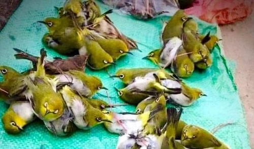 Không nên đặt mua chim, cá trước để tránh chúng bị săn bắt, thu mua và nhốt đến kiệt sức. Ảnh internet