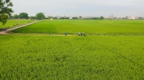Hợp tác xã xây dựng mô hình cánh đồng sạch. Ảnh: Hạ Lan.