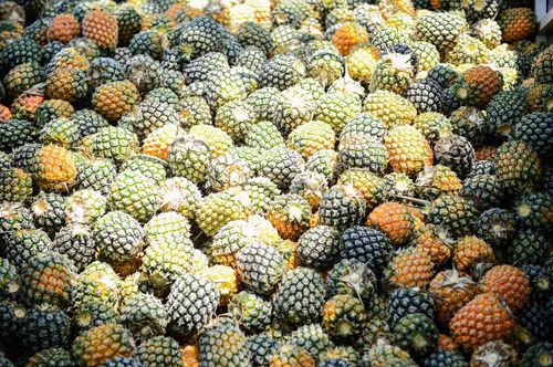 Những quả dứa vàng óng mang theo vị ngọt của vùng đất xứ Thanh. Ảnh: Đình Minh