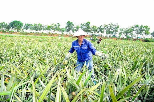 Từ sáng sớm, các lối mòn men theo sườn đồi đã tấp nập người qua lại. Người bẻ dứa, người phân loại, người đóng hàng rồi tất bật chuyển xuống điểm tập kết dưới chân đồi. Ảnh: Đình Minh