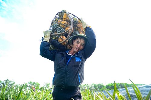 Anh Bùi Văn Tướng, 42 tuổi, trú xã Ngọc Trao, người nhiều năm làm nghề gùi dứa thuê cho biết: Mỗi sọt dứa khi chất đầy nặng từ 50-70kg, được gùi qua quãng đường dài để xuống được nơi tập kết. Ảnh: Đình Minh