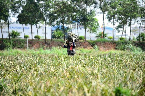 Giữa cái nắng hơn 40 độ C thiêu đốt da thịt, người lao động xứ Thanh vẫn miệt mài mưu sinh trên cánh đồng dứa. Ảnh: Đình Minh