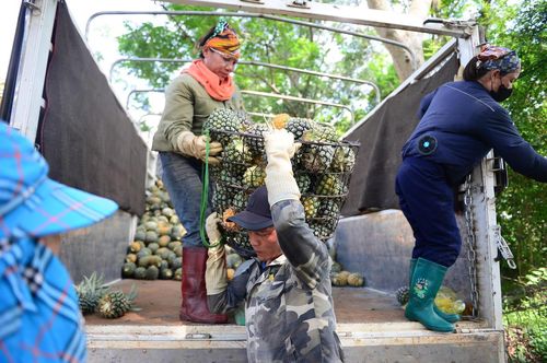 Xe tải chờ lấy dứa để mang đi tiêu thụ tại các tỉnh phía Bắc và nhà máy chế biến nước ép hoa quả. Ảnh: Đình Minh