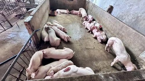 Số lợn còn sống nghi nhiễm bệnh.