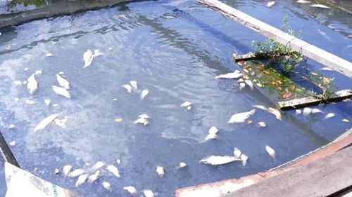 Cá nuôi lồng bè trên sông Vàm Cỏ Đông của nhiều hộ dân chết hàng loạt.
