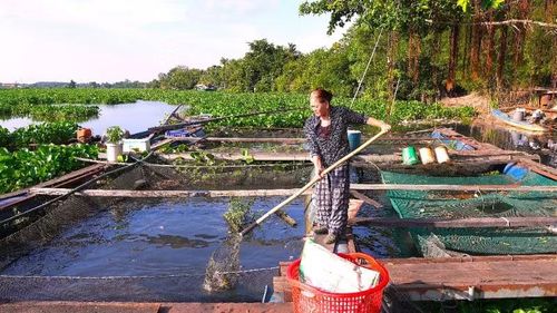 Bà Nguyễn Thị Cúc, ấp Xóm Ruộng, xã Hảo Đước đã nhiều ngày liên tục vớt cá chết trong bè nuôi trước nhà.