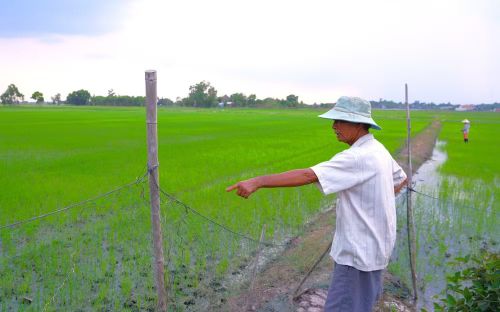 Nông dân xã Hảo Đước nhìn ruộng lúa vàng úa do ảnh hưởng nguồn nước sông Vàm Cỏ Đông bị ô nhiễm.