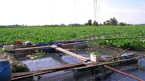 Lục bình phát triển dày đặc trong mùa khô năm 2026 do tạm ngưng trục vớt càng làm giảm khả năng lưu thông nước và khuếch tán oxy tự nhiên.