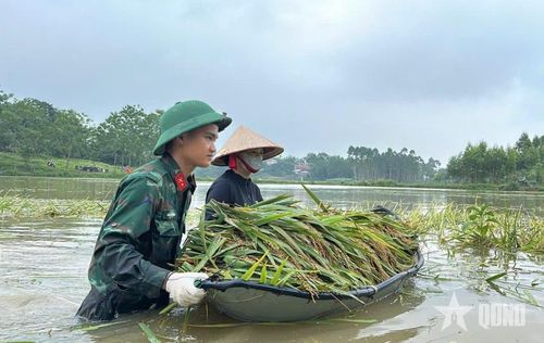 Lúa gặt đến đâu được đưa lên thuyền đến đó và đẩy vào bờ.