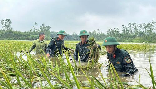 Bộ đội khéo léo cắt từng khóm lúa trong điều kiện nước ngập ngang lưng.