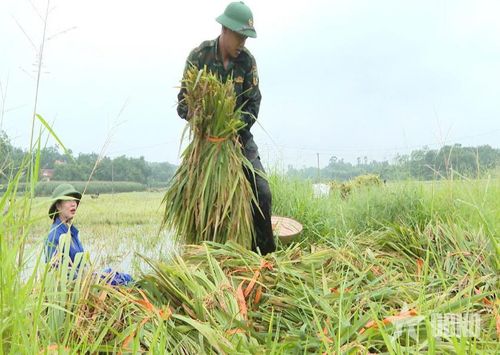 Bộ đội giúp dân thu hoạch lúa chạy lụt như làm cho chính gia đình mình.