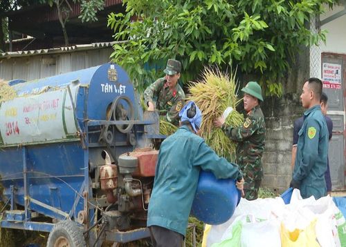 Vừa giúp dân gặt lúa giữa mênh mông biển nước, bộ đội, dân quân vừa hỗ trợ bà con tuốt lúa và phơi phóng.