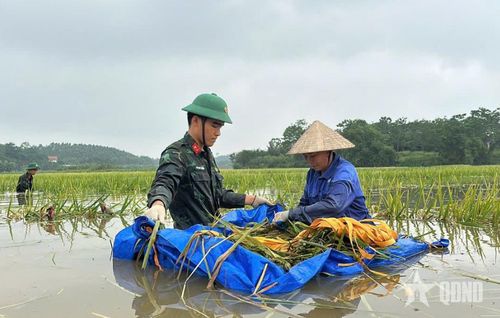 Từng nhánh lúa được gói buộc cẩn thận, tránh để chìm dưới nước.