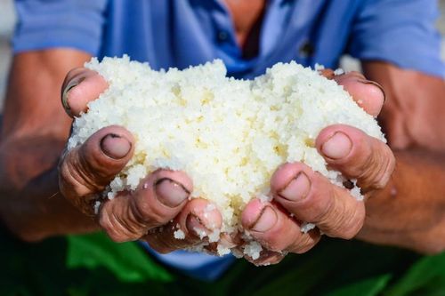 Theo ông Lê Văn Kiên, Giám đốc HTX Muối Tam Hòa: "Với một hộ sản xuất khoảng 5 chạc muối, mỗi ngày thu được hơn 1 tạ sản phẩm, tương đương hơn 200.000 đồng cho hai lao động. So với công sức bỏ ra dưới cái nắng gay gắt của đồng muối, mức thu nhập này được đánh giá là khá thấp"