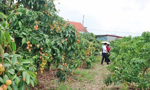  Du khách tham quan trải nghiệm mùa vải chín tại vườn quả Bắc Ninh 