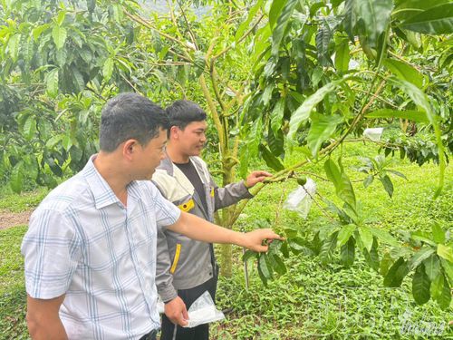 Cán bộ xã Mường Ảng thường xuyên đi cơ sở, hướng dẫn người dân phát triển kinh tế.