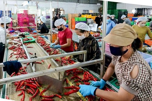 Lâm Đồng cần đánh giá tác động của nông, lâm nghiệp vào tăng trưởng GRDP cho cả giai đoạn 2026 - 2030, tầm nhìn đến năm 2050