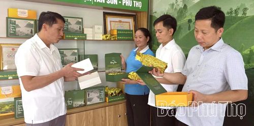 Sản phẩm OCOP chè sương sớm Xuân Sơn được hỗ trợ kinh phí để thiết kế tem nhãn, cải tiến bao bì giúp nâng cao giá thành và năng lực cạnh tranh trên thị trường.