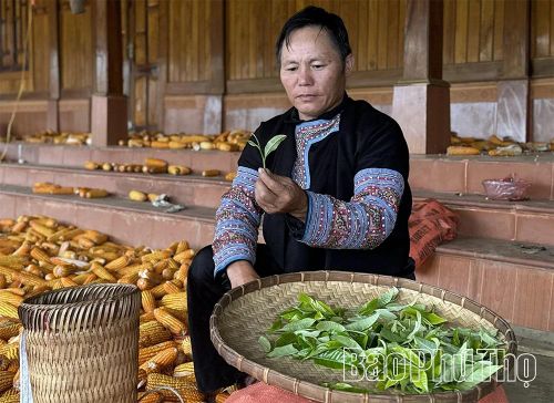 Cùng người dân bản địa ngắm nhìn thành quả thu hái những búp trà non mập mạp, được bao bọc bởi một lớp lông tơ dày đặc, trắng như tuyết.