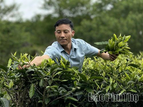 Nhờ đó, việc thu hái búp chè Shan Tuyết cổ thụ của đồng bào dân tộc thiểu số nơi đây cũng dễ dàng hơn.