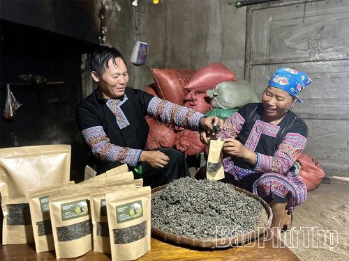 Tham quan quy trình sao chè thủ công và nghe người dân bản địa kể về hành trình bảo tồn, xây dựng thương hiệu chè Shan Tuyết cổ thụ.